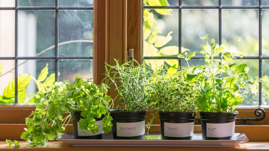 kodus; herbs; maitsetaimed